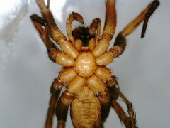 Pardosa