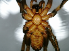 Pardosa