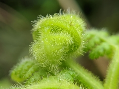 Hypolepis tenuifolia