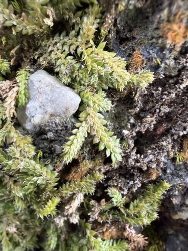 Selaginella lutchuensis iNat (3)