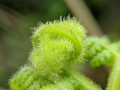 Hypolepis tenuifolia