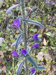 Echium tuberculatum