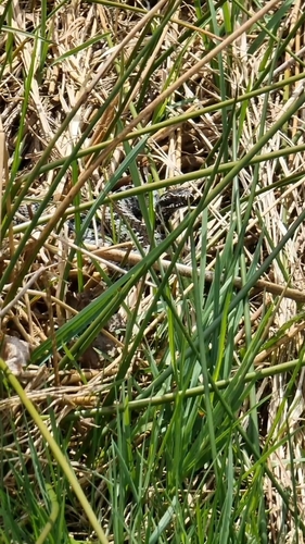 Adder