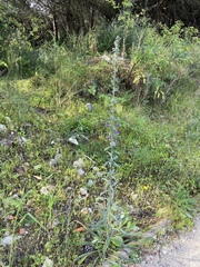 Echium tuberculatum