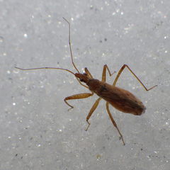Nabis rufusculus