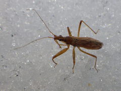 Nabis rufusculus