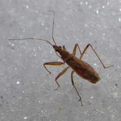 Nabis rufusculus