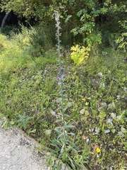 Echium tuberculatum
