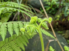 Hypolepis tenuifolia
