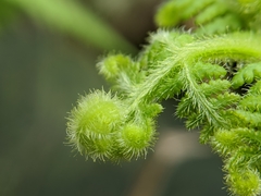 Hypolepis tenuifolia