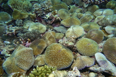 Fungia fungites