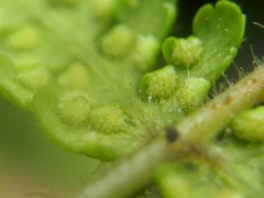 Hypolepis tenuifolia