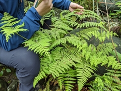 Hypolepis tenuifolia
