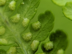 Hypolepis tenuifolia