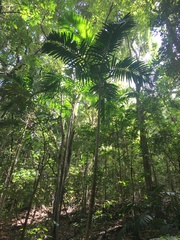 Ptychosperma elegans