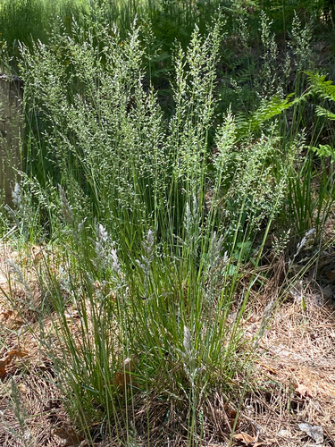 Poa fendleriana, photograph 6