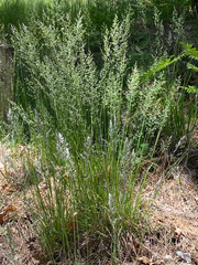 Poa fendleriana, photograph author not stated, no rights reserved