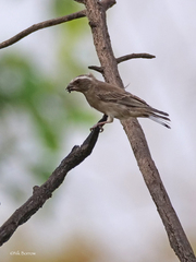 West African Seedeater photo 2
