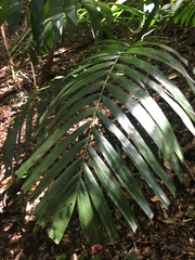 Ptychosperma elegans