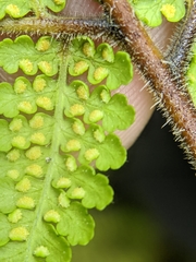 Hypolepis tenuifolia