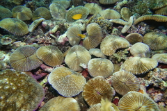 Fungia fungites