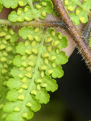 Hypolepis tenuifolia