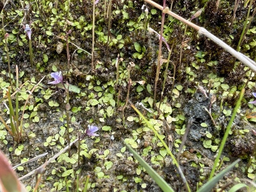 Utricularia heterosepala observed 2026-04-28