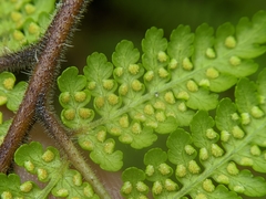 Hypolepis tenuifolia