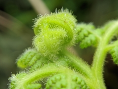 Hypolepis tenuifolia