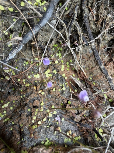 Utricularia heterosepala observed 2026-04-28