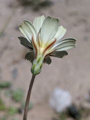 Anisocoma acaulis