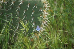 Glaucopsyche lygdamus australis