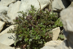 Scrophularia exilis