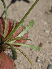 Anisocoma acaulis