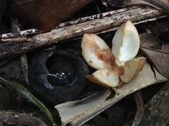 Dysoxylum parasiticum