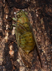 Chlorocysta suffusa