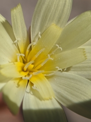 Anisocoma acaulis