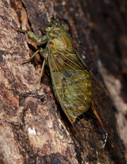 Chlorocysta suffusa