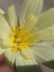 Anisocoma acaulis