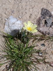 Anisocoma acaulis