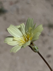 Anisocoma acaulis