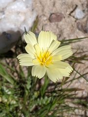 Anisocoma acaulis