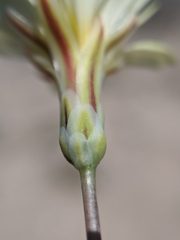 Anisocoma acaulis