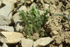 Crepis purpurea