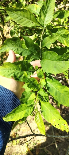 Vassobia breviflora, photograph 6