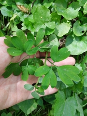 Corydalis intermedia, photograph (c) Viktor Strenada, some rights reserved (CC BY)