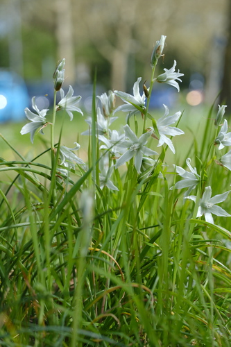 Ornithogalum nutans, photograph 6