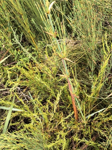 Elegia capensis, photograph 3