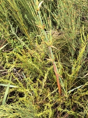 Elegia capensis, photograph author not stated, no rights reserved