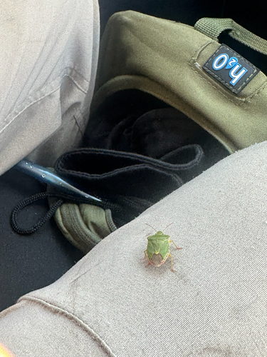 Green Shield Bug